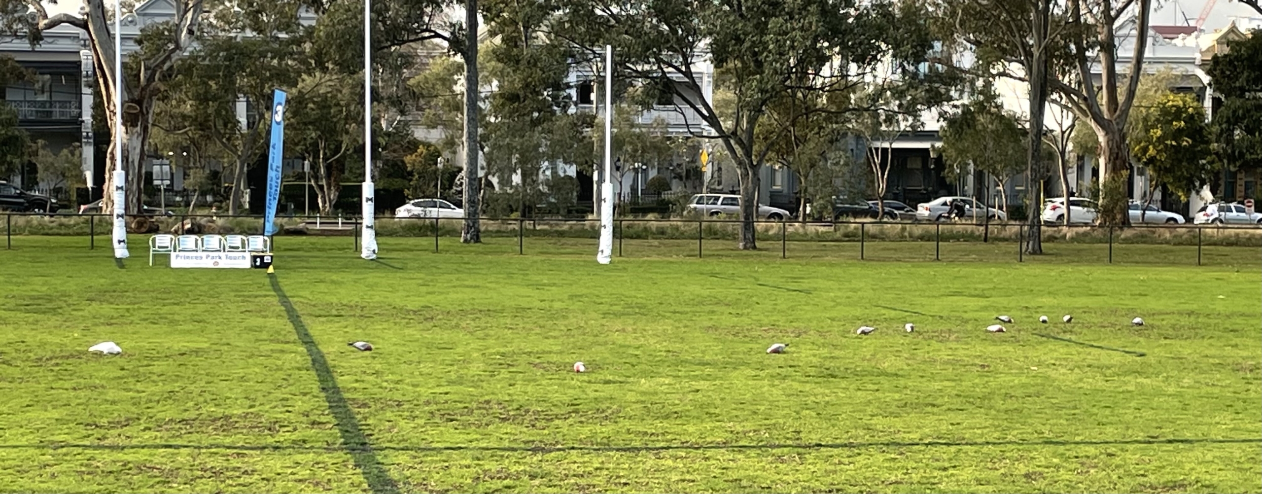 Galahs preparing the field 3