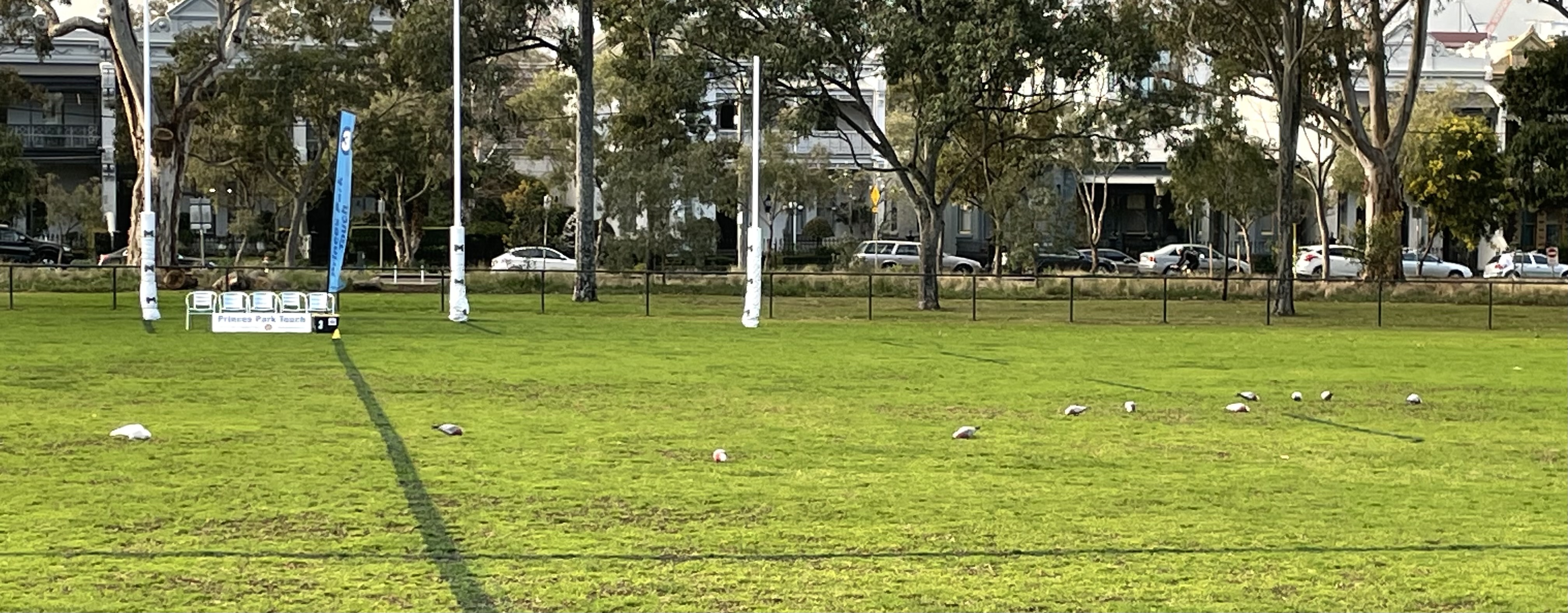 Galahs preparing the field 3